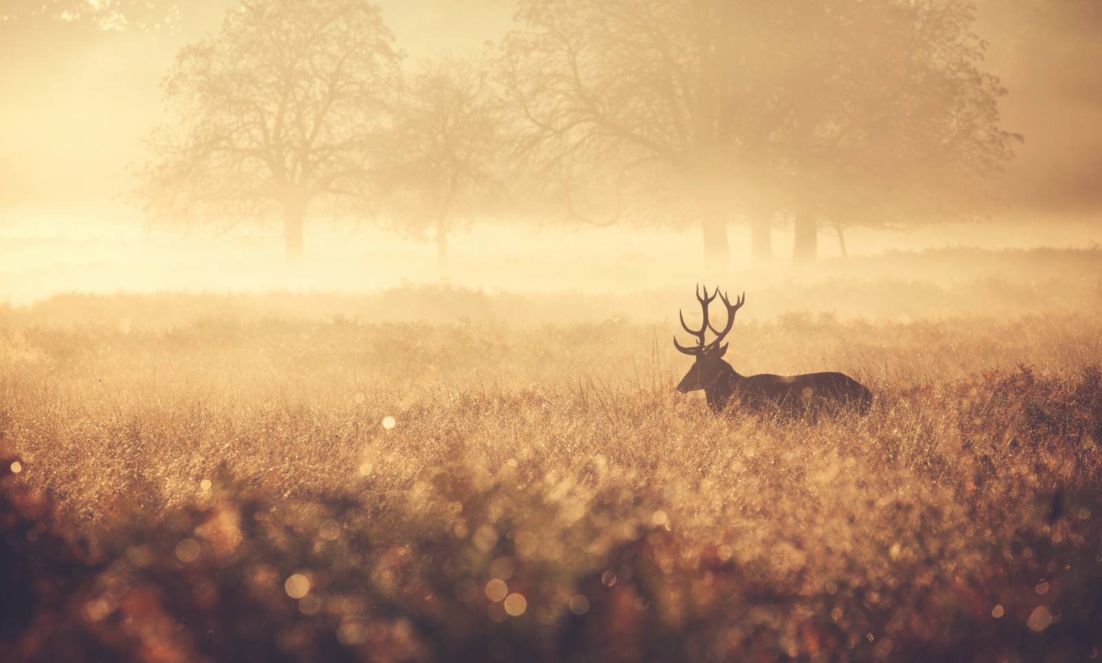 Zehnder_CAS_IMG_Meadow_with_deer_mood